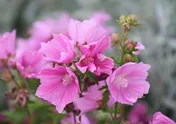 Malva alcea ’Fastigiata’