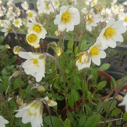 Dryas suendermanni