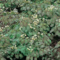 Epimedium versicolor ‘Sulphureum’