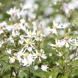 Eurybia divaricata (Aster divaricatus)