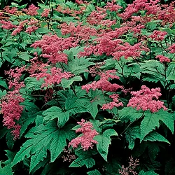 Filipendula rubra ‘Venusta’