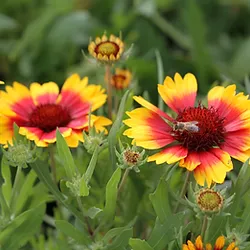 Gaillardia grandiflora ’Kobold’