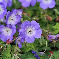 Geranium ’Azure Rush’