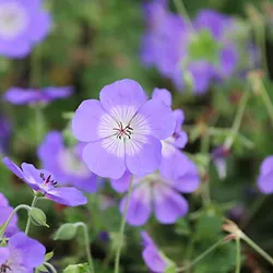 Geranium ’Rozanne Gerwat’