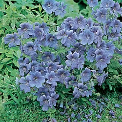 Geranium magnificum