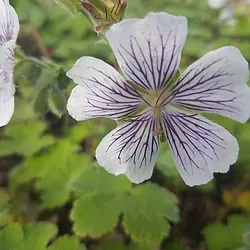 Geranium renardii