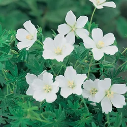 Geranium sanguineum ’Album’