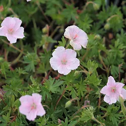 Geranium sanguineum ’Striatum’