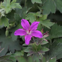 Geranium wlassovianum