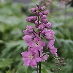 Delphinium pacific hybrid ’Astolat’