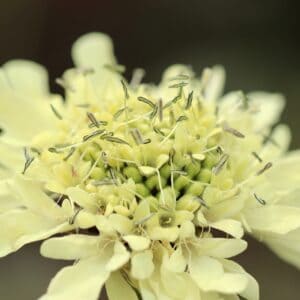 Cephalaria gigantea