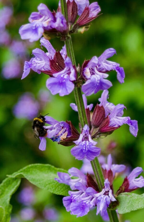 Kryddsalvia - Salvia officinalis