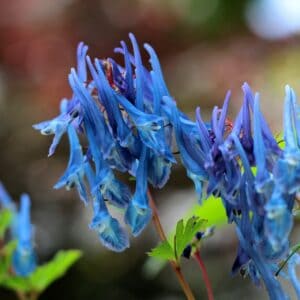 Corydalis ’Craigton Blue’