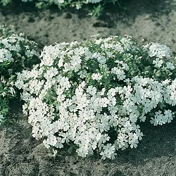 Phlox subulata ’White Delight’