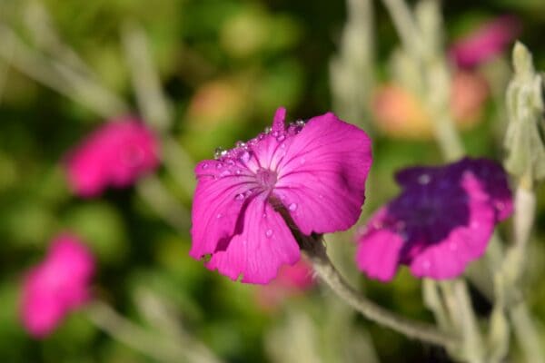 Purpurklätt Purpurröd - Lychnis coronaria