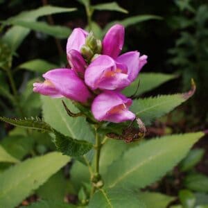 Chelone obliqua