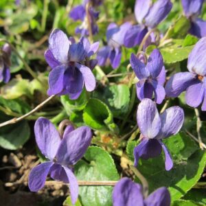 viola odorata