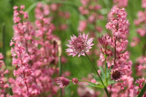 Stjärnflocka Roma Astrantia