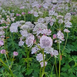 Astrantia major ´Snow Queen´