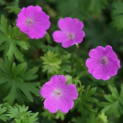 Geranium sanguineum