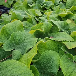 Phlomis russeliana